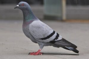 Portrait of a pigeon staying in the floor. Urban scene